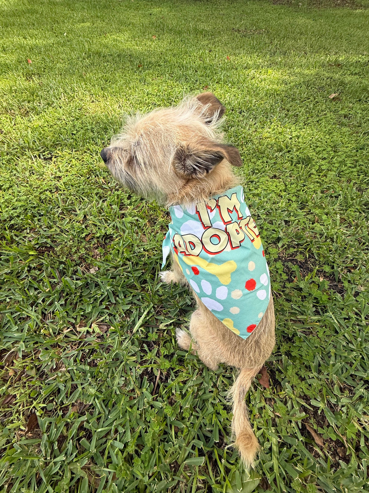 I’m Adopted Pet Bandana (Large)