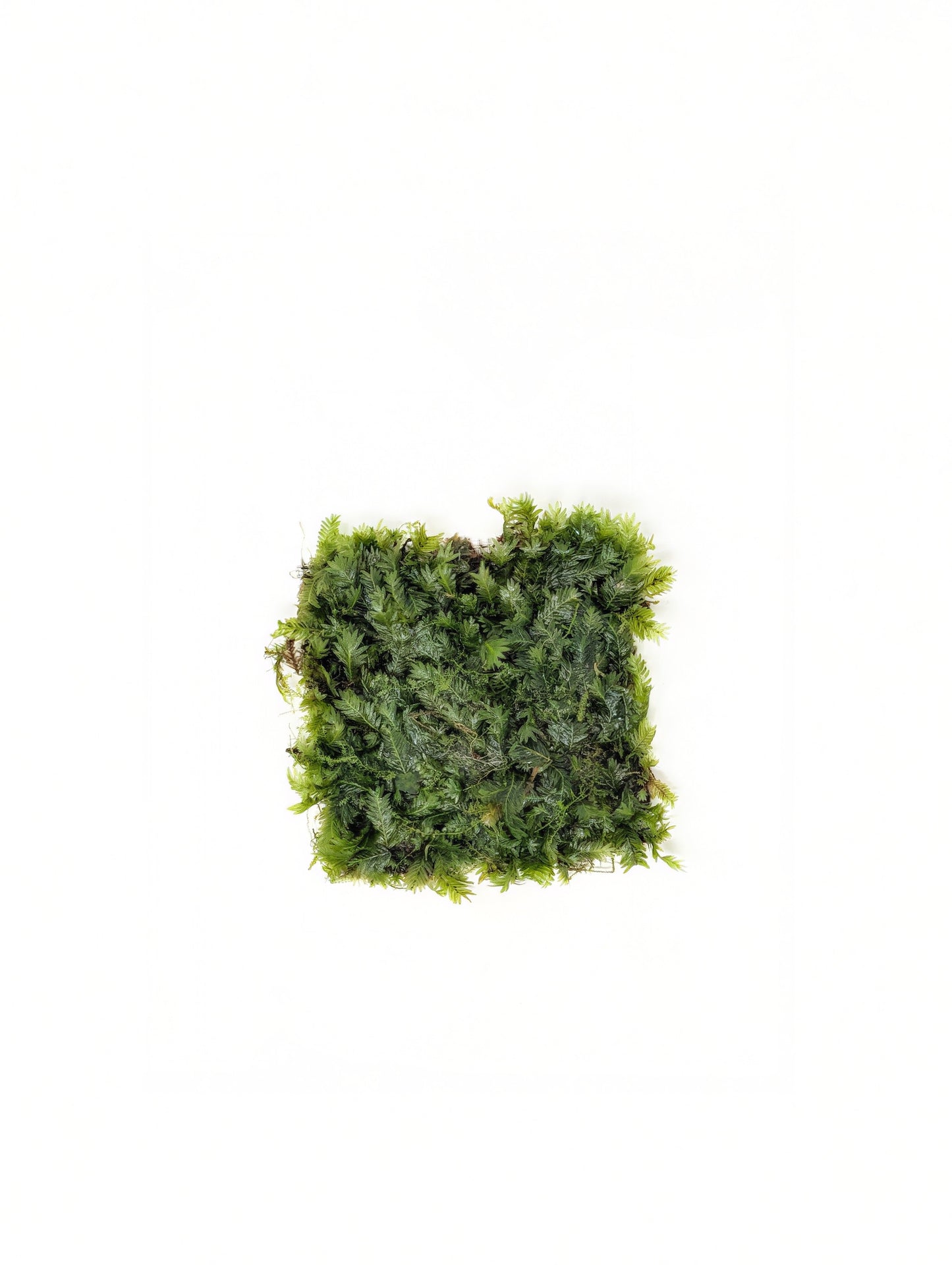 Fissidens Nobilis