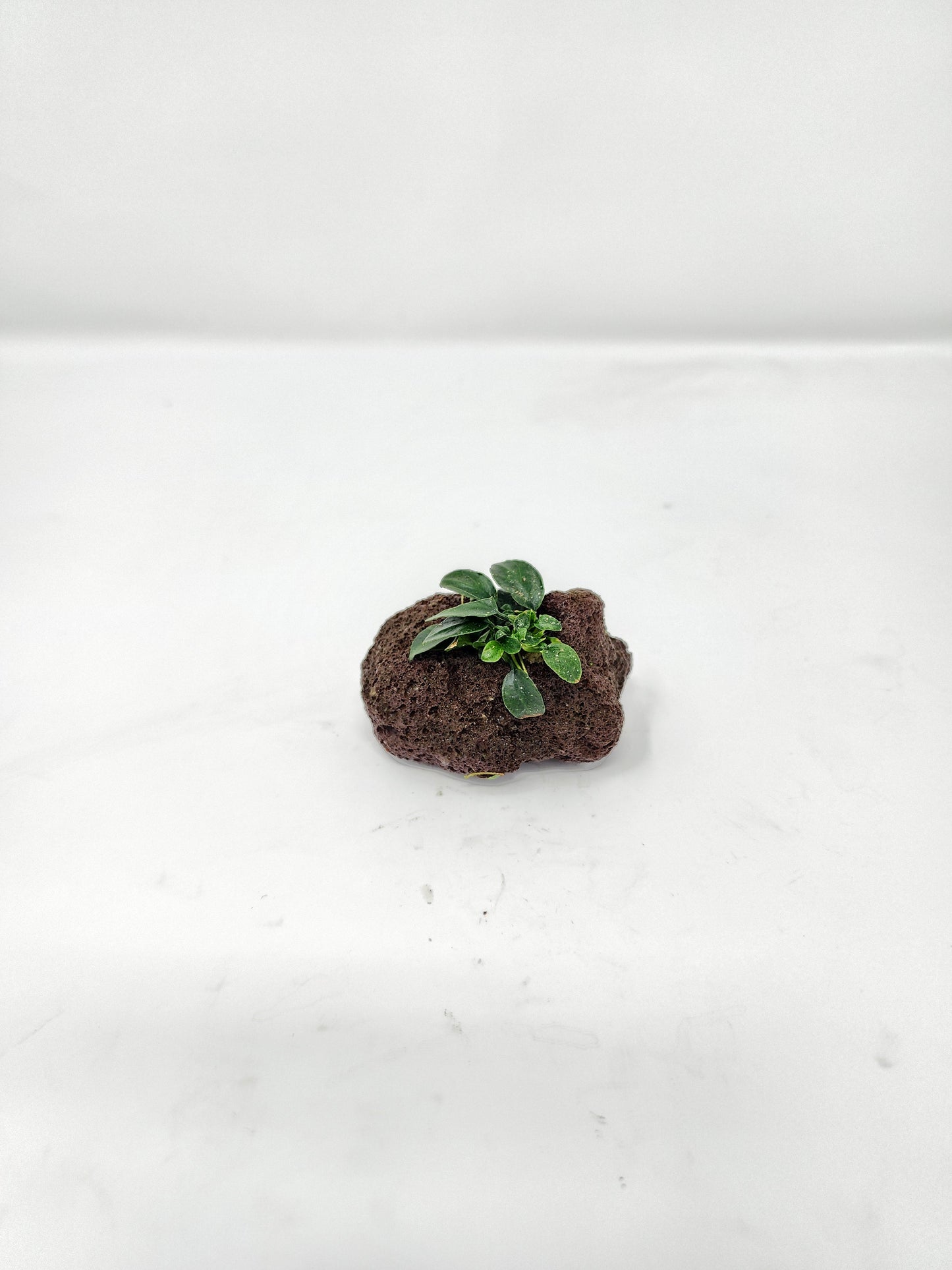 Anubias Nana Petite on Lava Rock