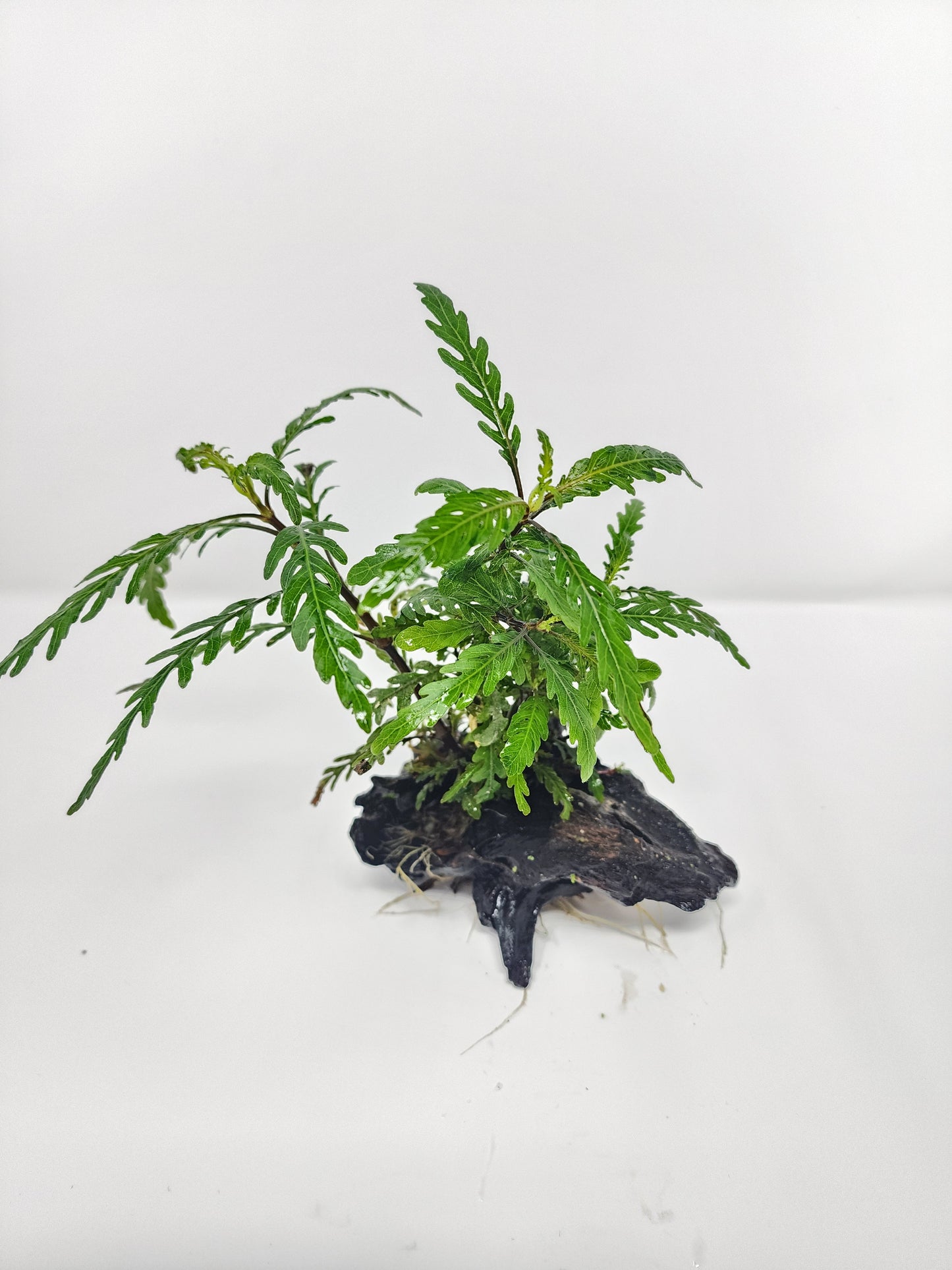 Hygrophila pinnatifida on Driftwood