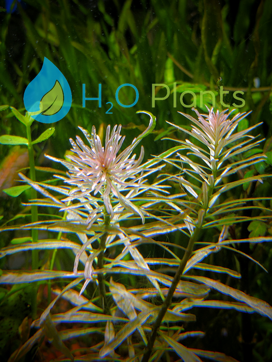 Ludwigia White