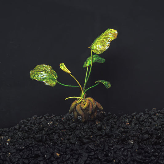 Banana Plant - Nymphoides Aquatica