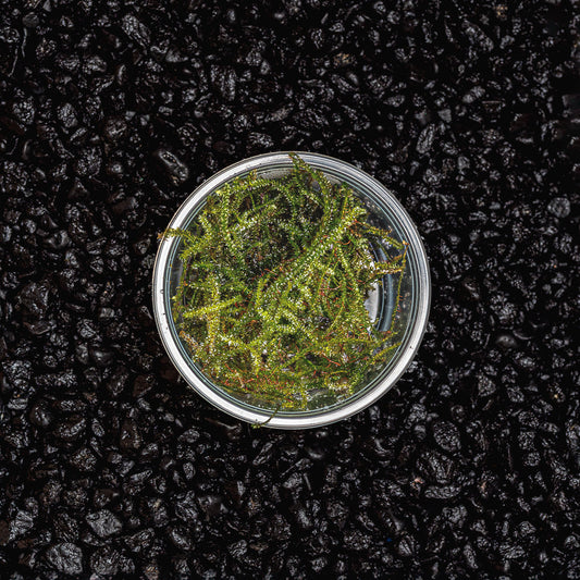 Christmas Moss