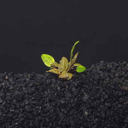 Cryptocoryne Wendtii (Red, Green, or Brown)