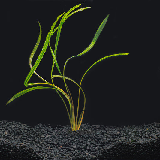 Cryptocoryne Spiralis