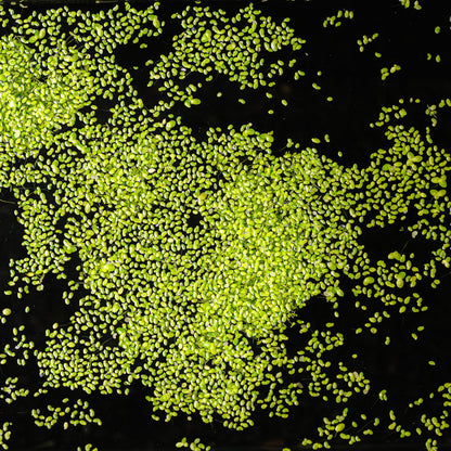 Duckweed