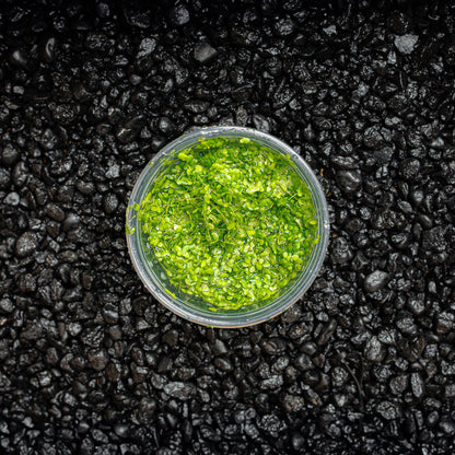 Duckweed