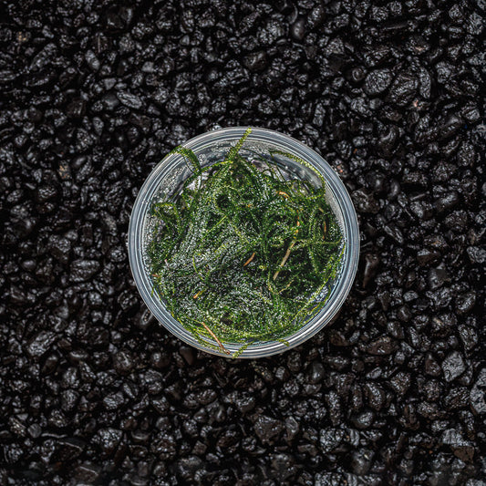 Java Moss | Vesicularia Dubyana
