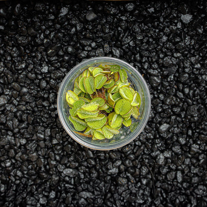 Water Spangle | Salvinia Minima