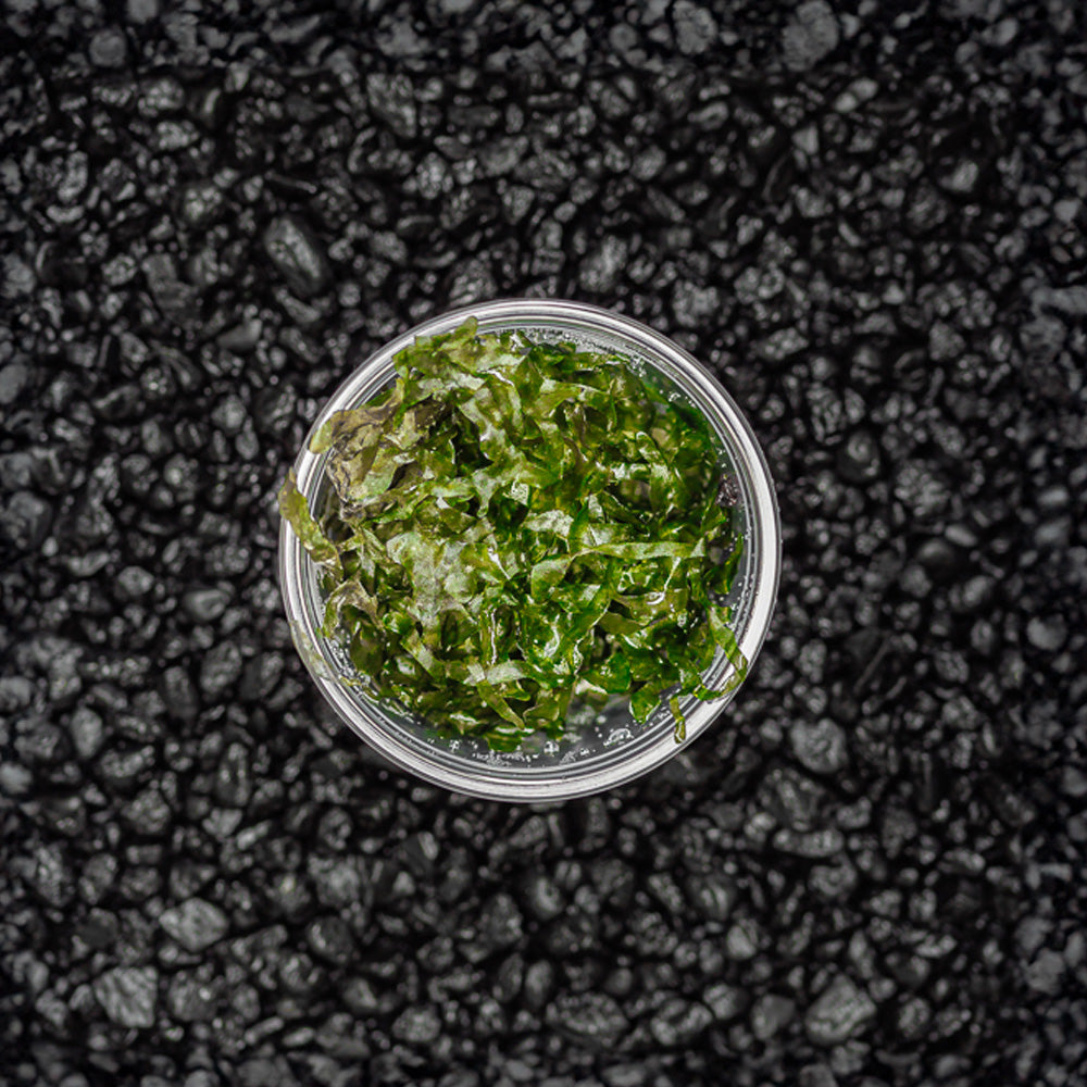 Subwassertang