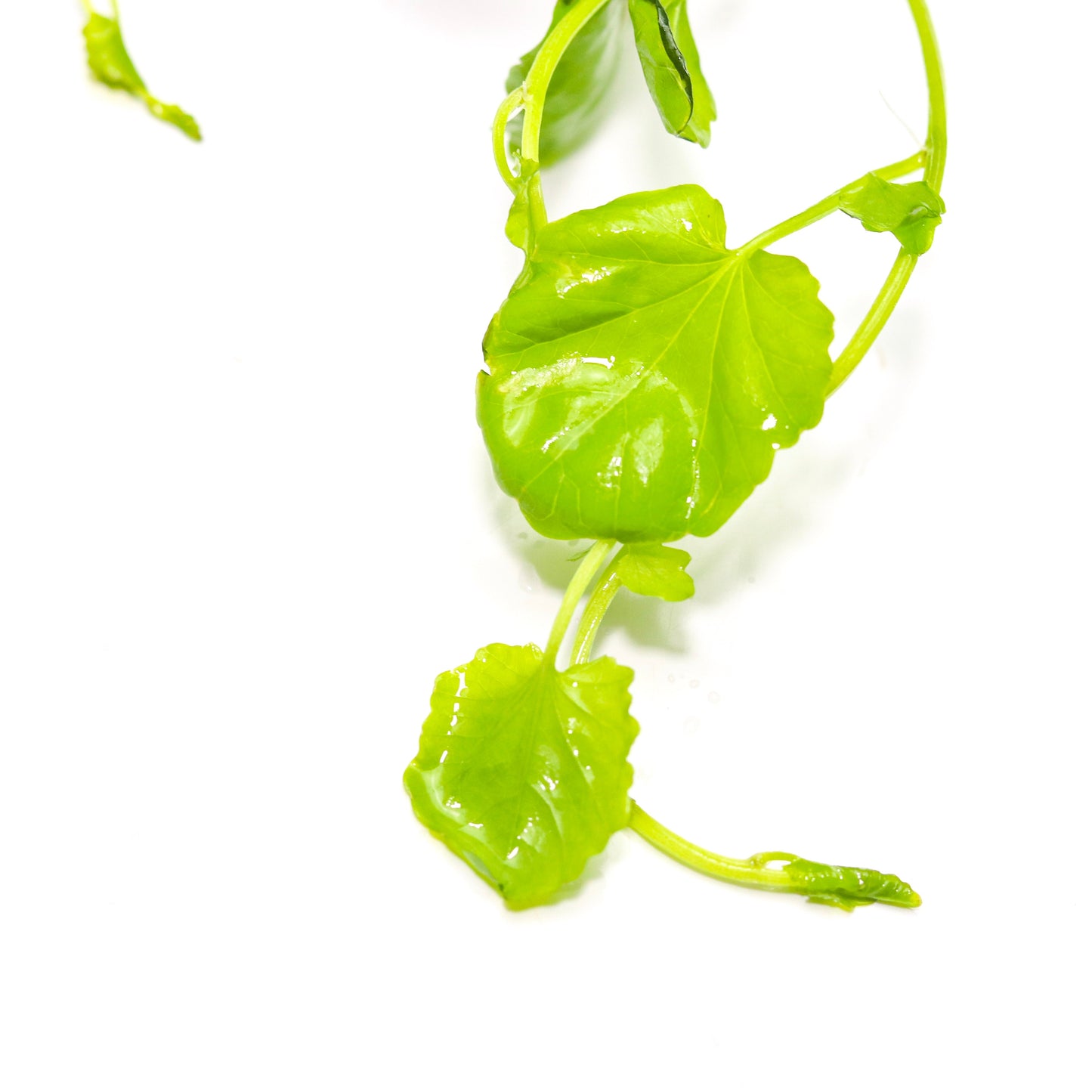 Cardamine Lyrata