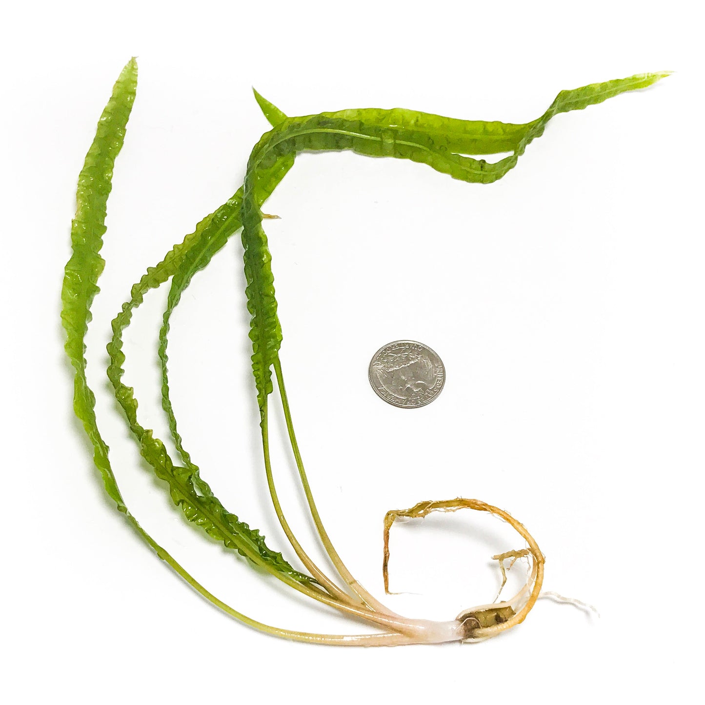 Cryptocoryne Balansae