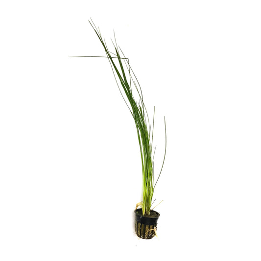 Giant Hairgrass (Thick Leaf)