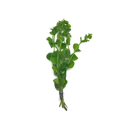 Creeping Jenny