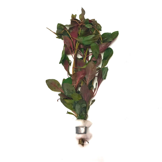 Ludwigia Peruensis