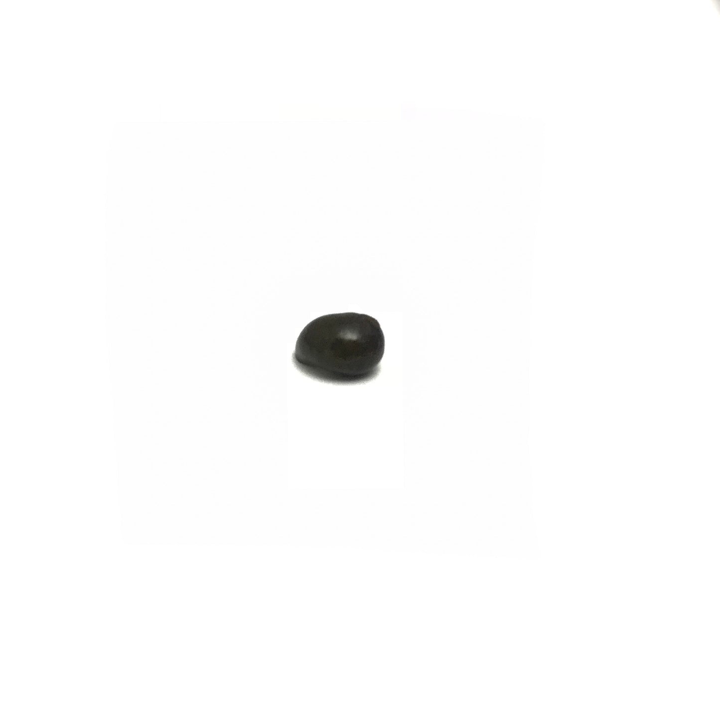 Olive Nerite Snails
