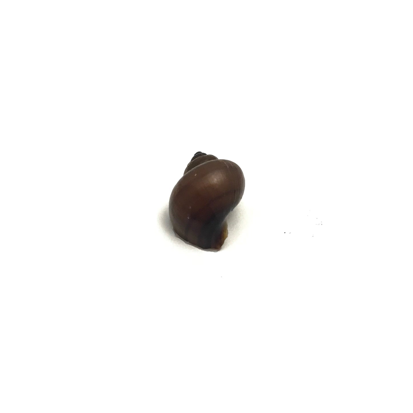 Mystery Snails