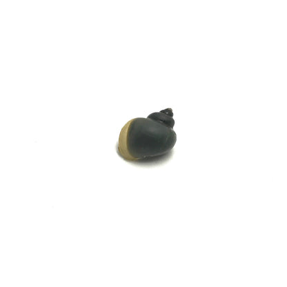 Mystery Snails