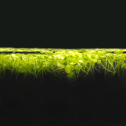 Duckweed
