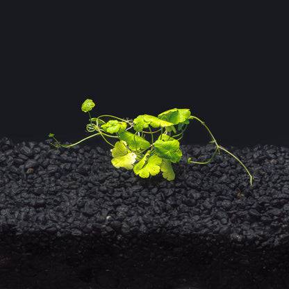Hydrocotyle Tripartita Japan