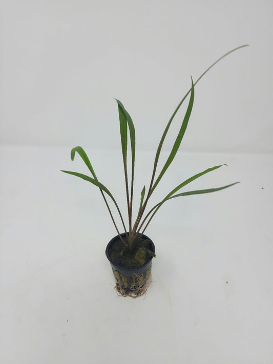 Cryptocoryne spiralis 'Tiger'