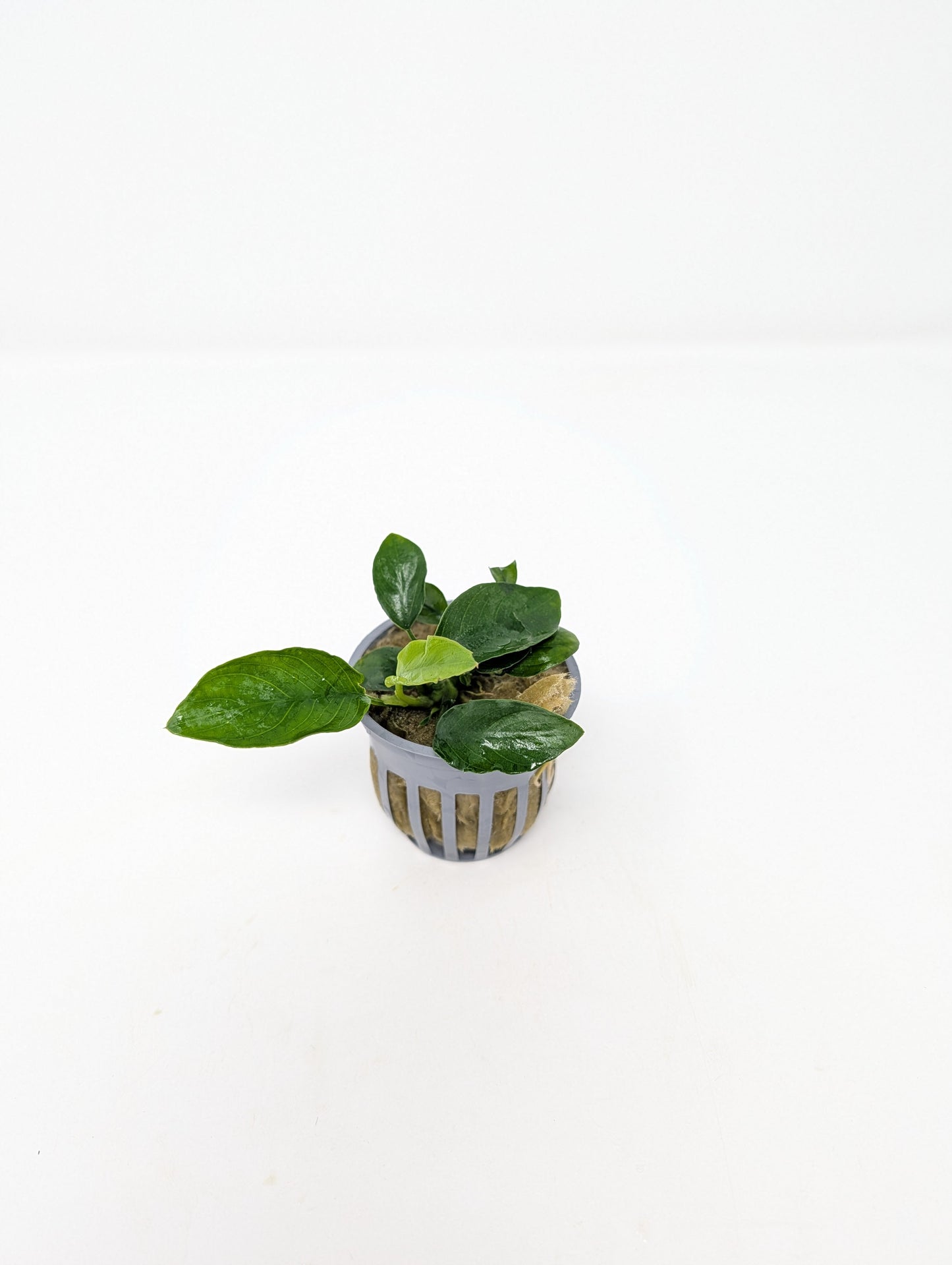 Anubias Nana