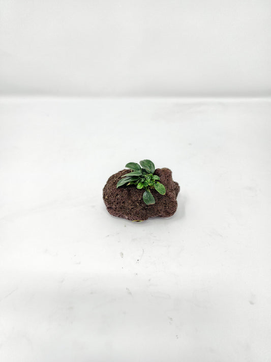 Anubias Nana Petite on Lava Rock
