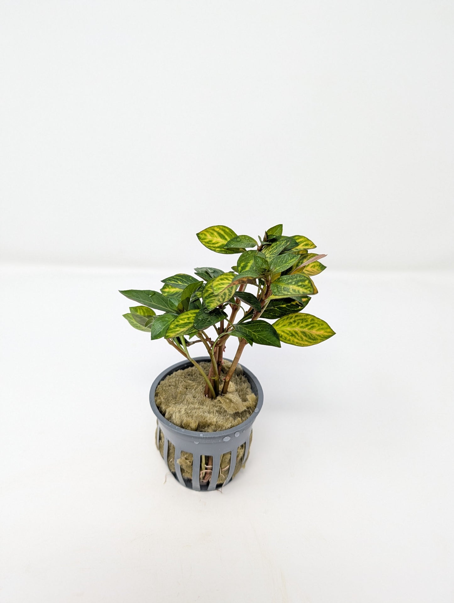 Ludwigia Ovalis