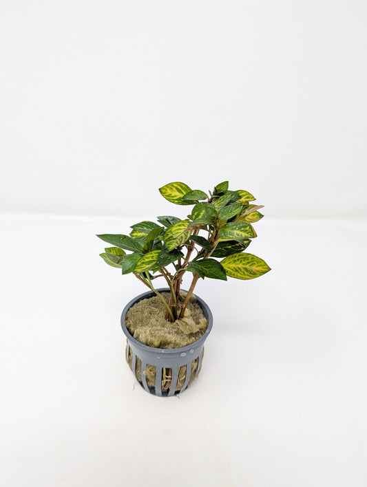 Ludwigia Ovalis