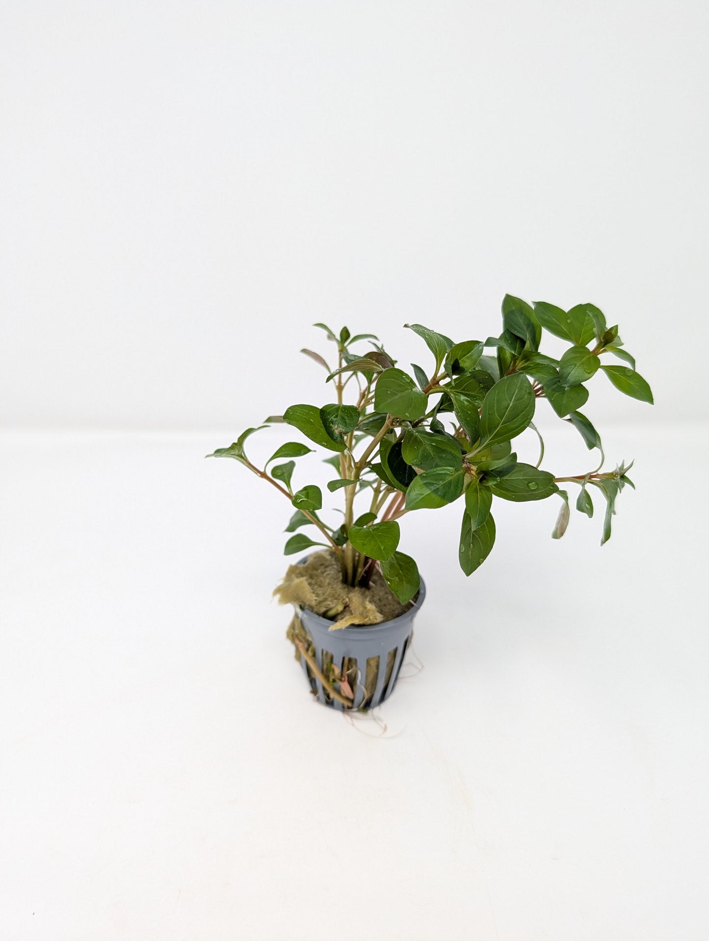 Ludwigia Repens