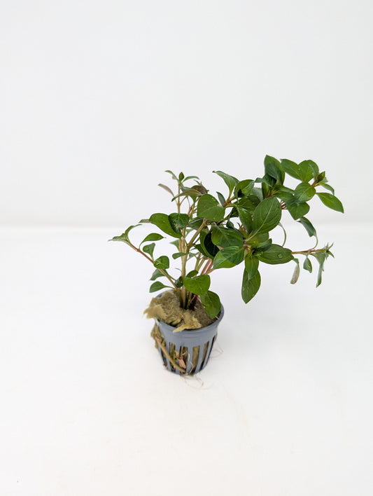 Ludwigia Repens