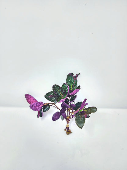 Hemigraphis Exotica | Purple Waffle