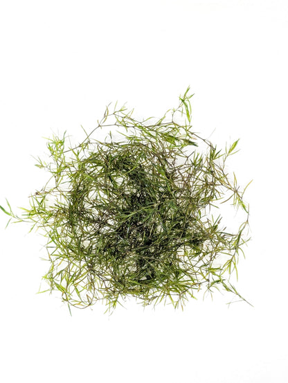 Guppy Grass | Najas Guadelupensis | Floating Aquarium Plant