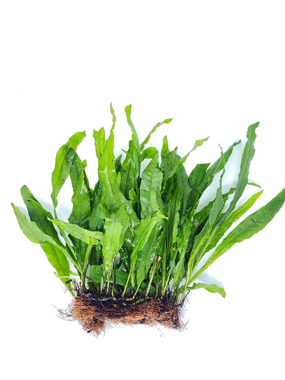 Java Fern Mats