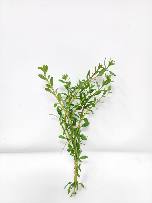 Cuphea anagalloidea