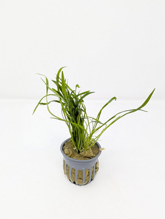 Micro Sword | Liliaeopsis Brasiliensis