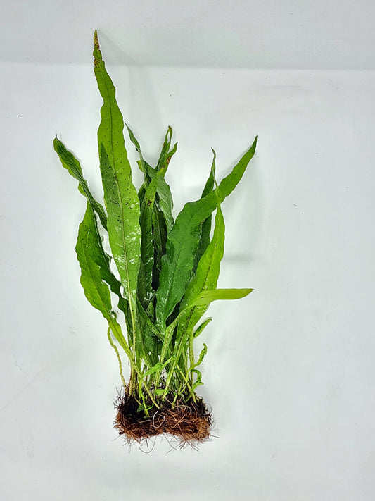 Java Fern Mats