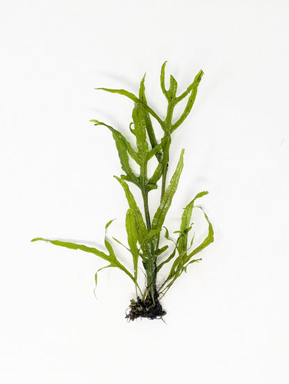 Trident Java Fern