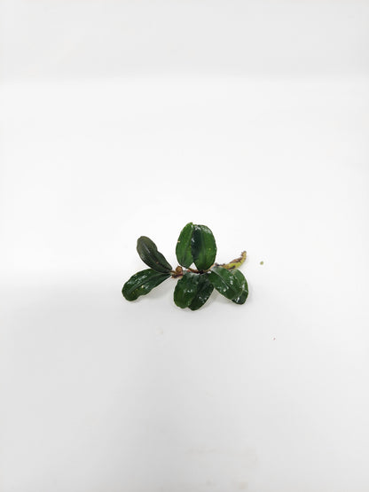 Bucephalandra Mix (Pack of 5)